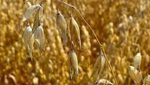 Top 5 Oat Producing Countries